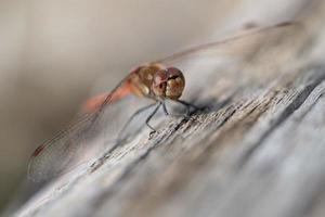 Close up of a dragonfly perched on a weathered blond wood. You can see the love from the front. The compound eyes are clearly visible. photo