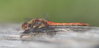 Close-up of a wild dragonfly with a red body and long wings sitting on a piece of old wood against a green background