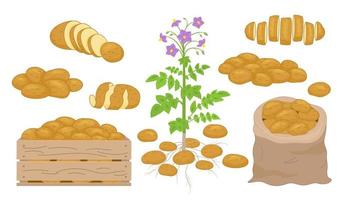 Vector illustration of Potato products set. Chips, pancakes, french fries, whole root potatoes in cartoon realistic style. Harvest vegetables icons.