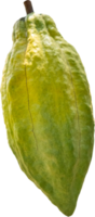 geïsoleerd cacao fruit png