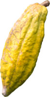 isolierte Kakaofrucht png