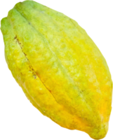isolated cacao fruit png