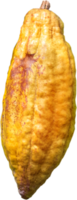 isolerat kakao frukt png