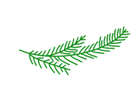 hoja de pino verde png