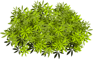 feuilles de brousse png