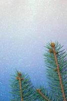 branch of blue spruce on shiny background. Copy space photo