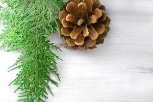Green spruce branch with pine cone on white background. Copy space photo