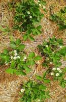 Flowering bushes of strawberries with hay mulch photo