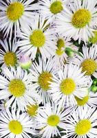 View of flowers  Erigeron annuus photo