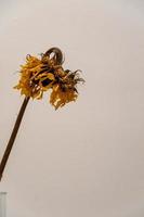 dried flower on white background, yellow hairs and stalk, gradually drying photo