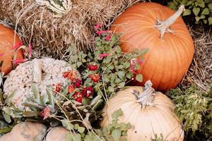 Orange and Textured Pumpkin Harvest photo