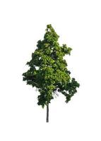 Trees that are isolated on a white background are suitable for both printing and web pages photo