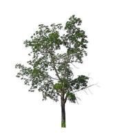 Trees that are isolated on a white background are suitable for both printing and web pages photo
