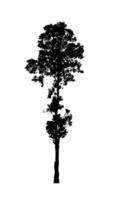 Tree silhouette for brush on white background photo