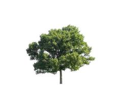 tree isolated on white background with clipping path and alpha channel photo