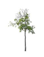 Trees that are isolated on a white background are suitable for both printing and web pages photo
