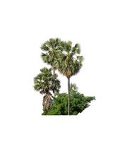 sugar palm that are isolated on a white background are suitable for both printing and web pages photo