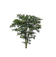 Trees that are isolated on a white background are suitable for both printing and web pages photo