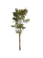 Trees that are isolated on a white background are suitable for both printing and web pages photo