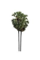 sugar palm that are isolated on a white background are suitable for both printing and web pages photo