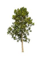 Trees that are isolated on a white background are suitable for both printing and web pages photo