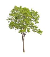 Trees that are isolated on a white background are suitable for both printing and web pages photo