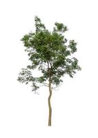 Tree that are isolated on a white background are suitable for both printing and web pages photo