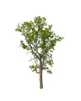Tree that are isolated on a white background are suitable for both printing and web pages photo