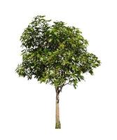 Trees that are isolated on a white background are suitable for both printing and web pages photo