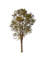 Trees that are isolated on a white background are suitable for both printing and web pages photo