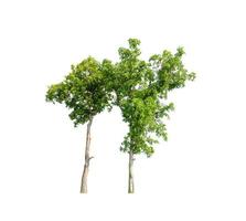 Trees that are isolated on a white background are suitable for both printing and web pages photo