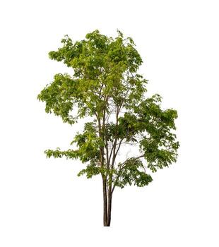 tree isolated on white background with clipping path and alpha channel photo