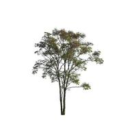 Trees that are isolated on a white background are suitable for both printing and web pages photo