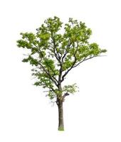 Trees that are isolated on a white background are suitable for both printing and web pages photo