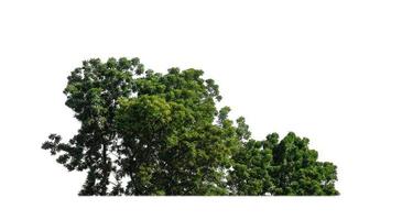 Forest and foliage in summer for both printing and web pages isolated on white background photo