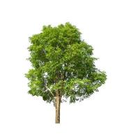 Trees that are isolated on a white background are suitable for both printing and web pages photo
