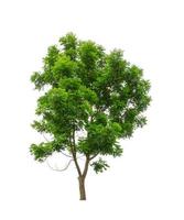 Tree that are isolated on a white background are suitable for both printing and web pages photo