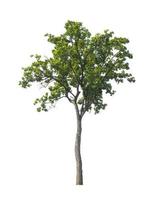 Trees that are isolated on a white background are suitable for both printing and web pages photo