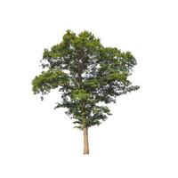 Tree that are isolated on a white background are suitable for both printing and web pages photo