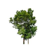 Trees that are isolated on a white background are suitable for both printing and web pages photo