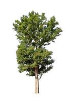 Trees that are isolated on a white background are suitable for both printing and web pages photo