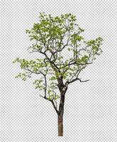 Tree on transparent picture background with clipping path, single tree with clipping path and alpha channel photo