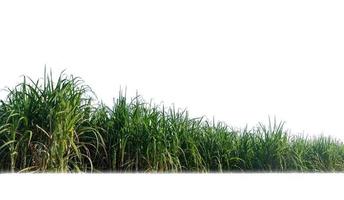 Sugar cane isolated on white background and cliping path photo