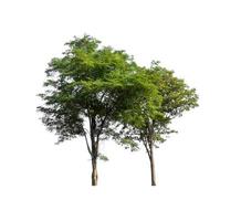 tree isolated on white background photo