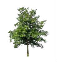 Trees that are isolated on a white background are suitable for both printing and web pages photo