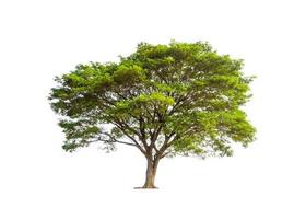 Trees that are isolated on a white background are suitable for both printing and web pages photo