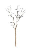 dead tree that are isolated on a white background are suitable for both printing and web pages photo