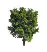 Trees that are isolated on a white background are suitable for both printing and web pages photo