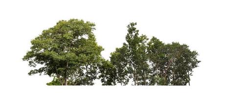 Forest and foliage in summer for both printing and web pages isolated on white background photo