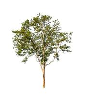 Trees that are isolated on a white background are suitable for both printing and web pages photo